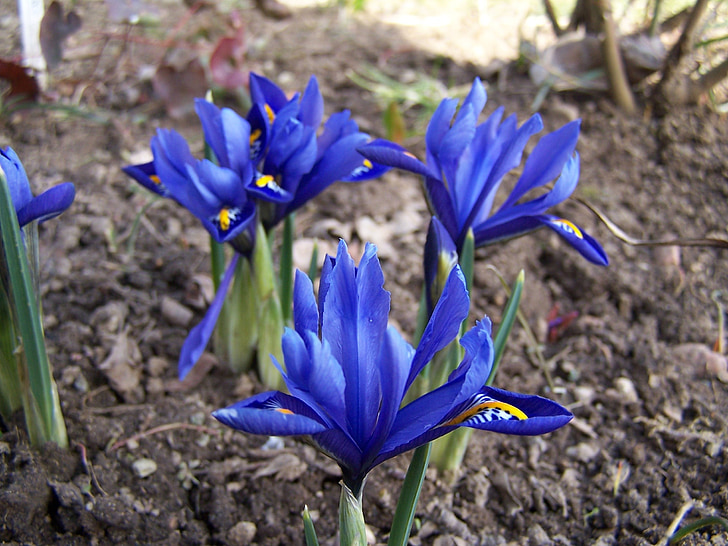 reproduction de l’iris, IRIS, schwertliliengewaechs, Iridacées, Purple, Blossom, Bloom