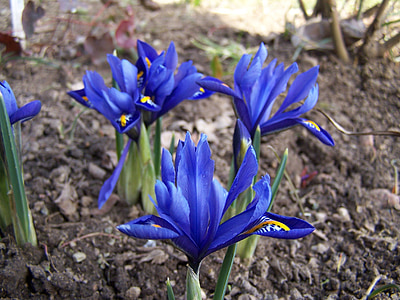 Iris-Zucht, Iris, schwertliliengewaechs, Iridaceae, lila, Blüte, Bloom