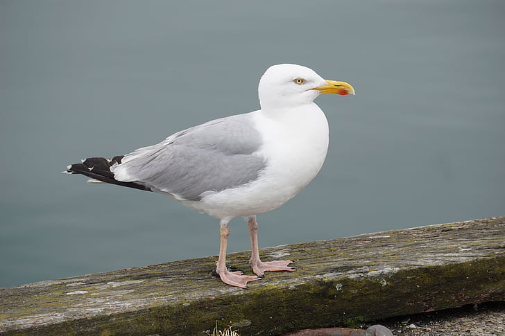 bird, gull, sea ​​bird, animal, sea, nature, ornithology