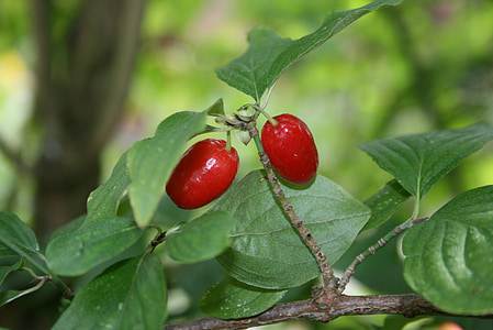 rose hip, sammelfrucht, fruit, red, branch, plant, nature