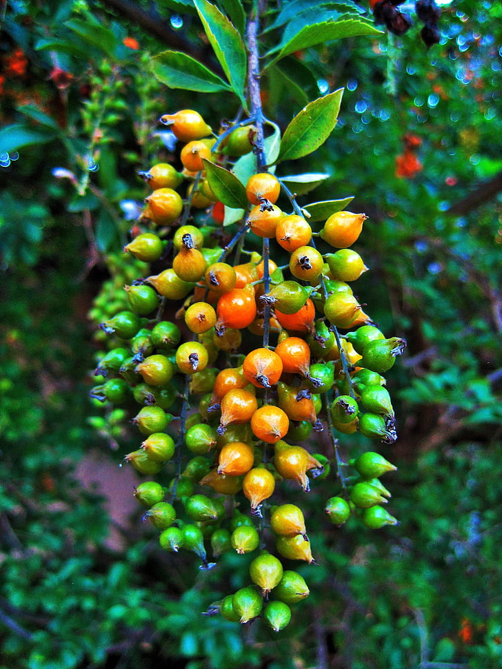 berries, duranta, yellow, pointed, shiny, green, tree