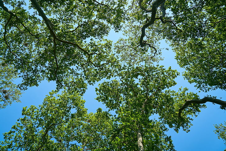 strom, modrá, Příroda, obloha, Les, krajina, větev