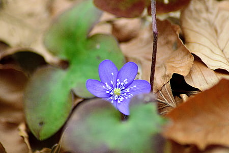 primo di tutti i fiorellini viola, primavera, marzo, fiore, natura, petalo, foglia