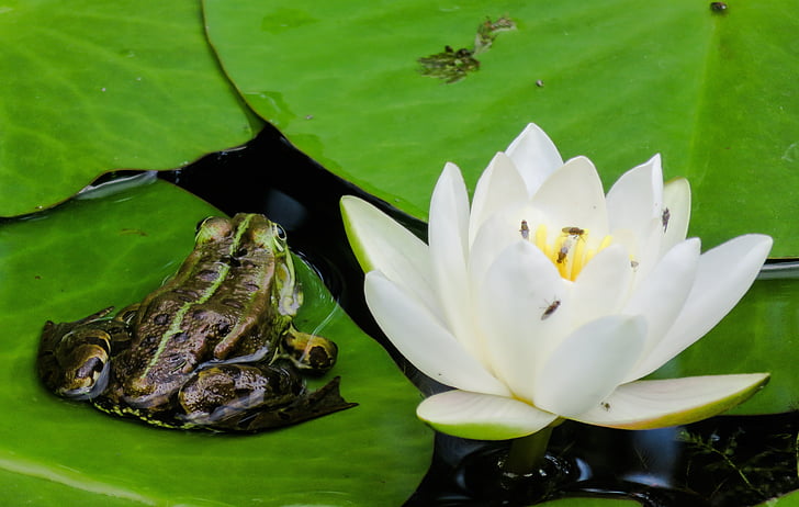 жаба, деревна жаба, водна Лілія, цвітіння, цвітіння, лист, ставок