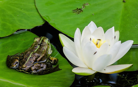 žaba, žaba, vodeni ljiljan, cvijet, cvatu, list, ribnjak