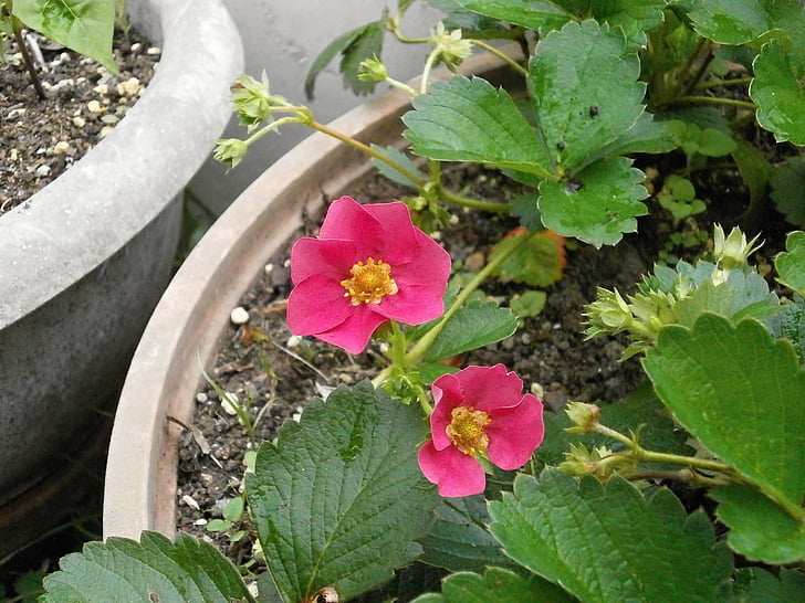 Strawberry flower, bloem van aardbei, rode bloemen