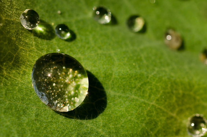 drop, water, green, shiny, bubble, droplet, macro