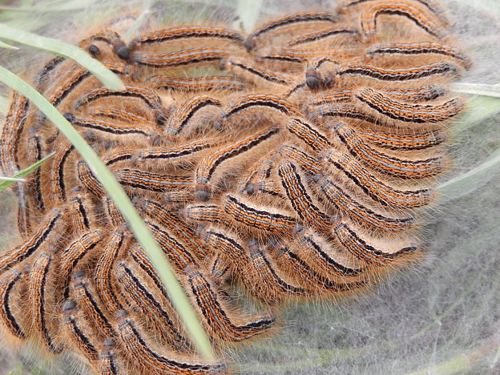 caterpillars, insects, nature
