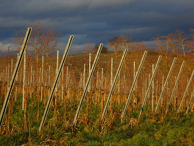 maastik, viinapuude, Geenitehnoloogia veini tootmises, veini piirkonna, Vineyard, veini, viinapuu