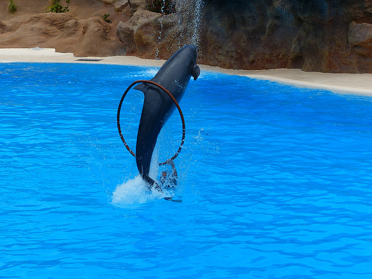 dolphin, jump, ring, jump through, artistry, dolphin show, demonstration