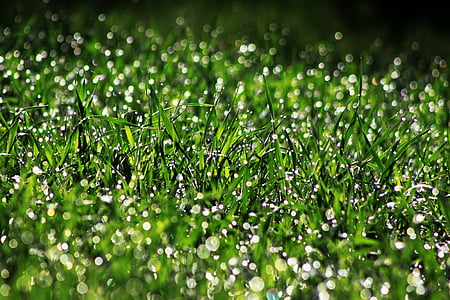 câmp, grâu, Spike, bokeh, ploaie, picătură, fotosinteză