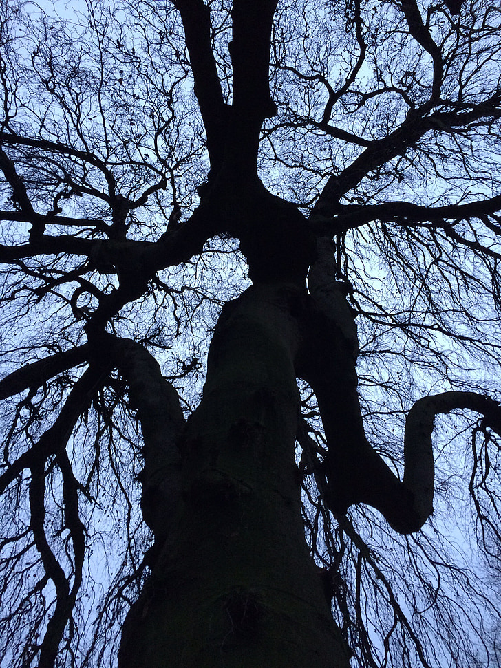 arbre, graphique, contraste, silhouette