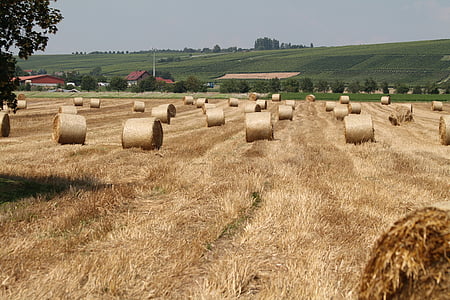field, hay bales, arable, agriculture, straw, straw bales, fields