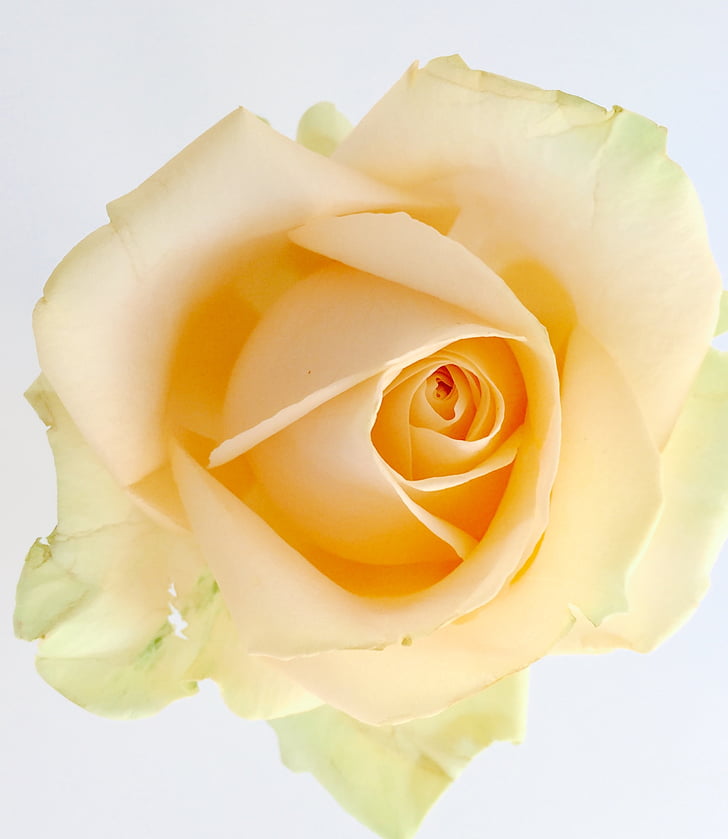 ROS, gelb, Liebe, Blume, Blütenblätter, Closeup