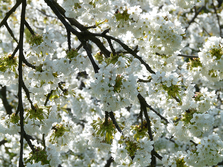 flor del cirerer, cirera, flor, flor, blanc, primavera, flor blanca