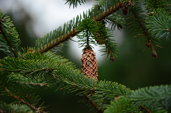pine cones, tannenzweig, fir, forest, green, needles, tree