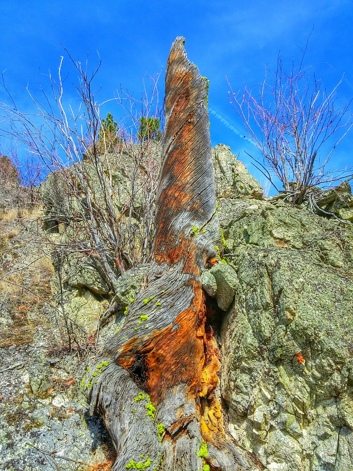 stump, mountain, orange, hiking, adventure, active, trunk