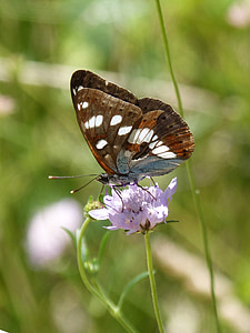 Limenitis reducta, nimf streams, vlinder, Nimfa mediterrània, bloem, kofferbak, libar