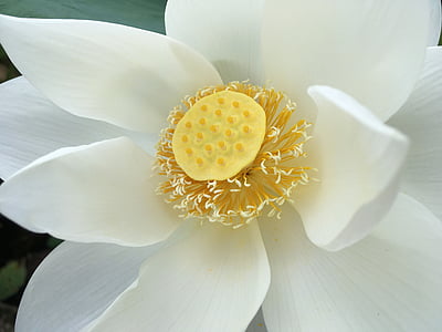 Lotus, Blanco, amarillo, jardín, floración, natural, al aire libre
