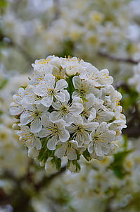 Primavera, jardim, Branco, flor de cerejeira, planta, pétala, natureza