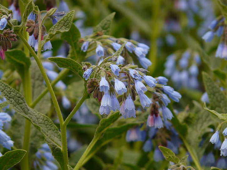 żywokost szorstki, kwiat, niebieski, Symphytum asperum, feverfew Kaukazu, raublattgewächs, Boraginaceae