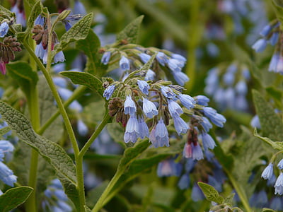 durva fekete nadálytő, virág, kék, Symphytum asperum, kaukázusi őszi margitvirág, raublattgewächs, Boraginaceae
