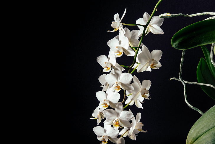 blanc, pètal, fosc, flor, orquídies, natura, fons negre