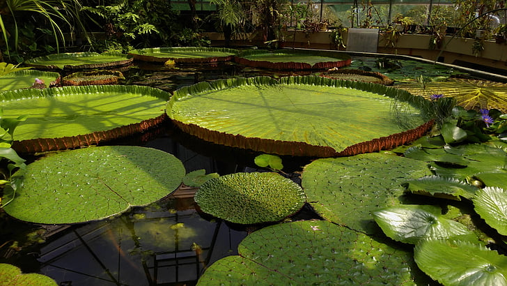 Jardin des plantes, Budapeszt, float, Lotus, Victoria, wody, Regia
