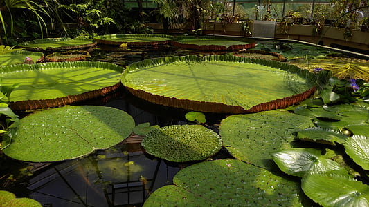 Jardin des plantes, Budapest, float, Lotus, Victoria, vand, Regia