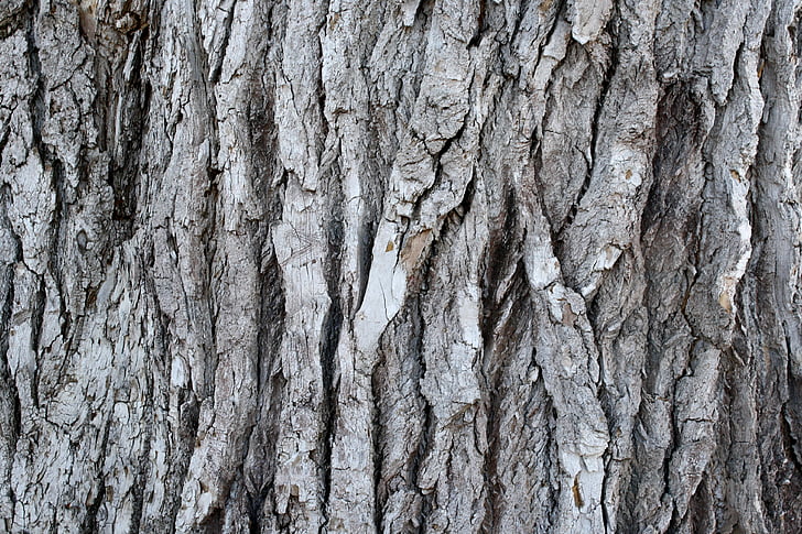 grooved pine bark, old tree, plant, background, close-up, wild wood, interior