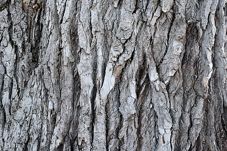 corteccia di pino scanalato, vecchio albero, pianta, Priorità bassa, Close-up, bosco selvaggio, interni