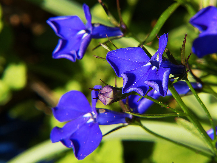 Aunque, lobelia azul, planta, flor, azul, macro