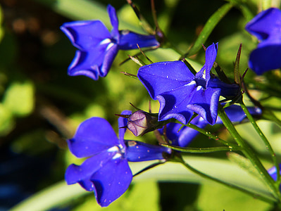 although, blue lobelia, plant, flower, blue, macro