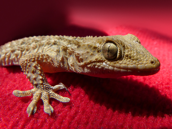 Gecko, lucertola, rettile, Drago, animale, natura, fauna selvatica