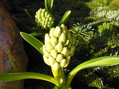 Hyacint, Hyacint pupeny, zelená, jaro, rostliny, Příroda, květiny