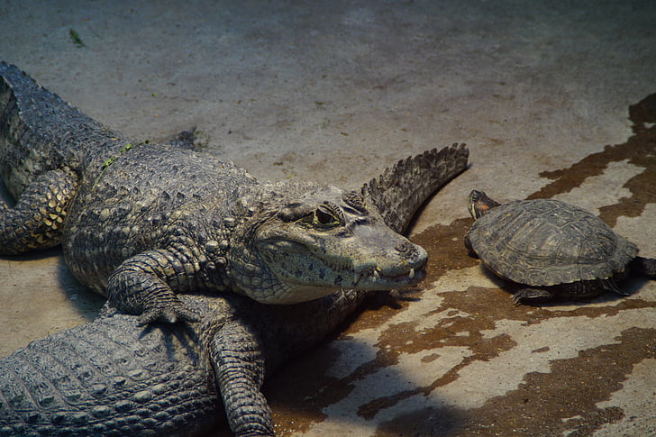 krokodil, Alligator, sköldpadda, Zoo, inhägnad, Cayman, reptil
