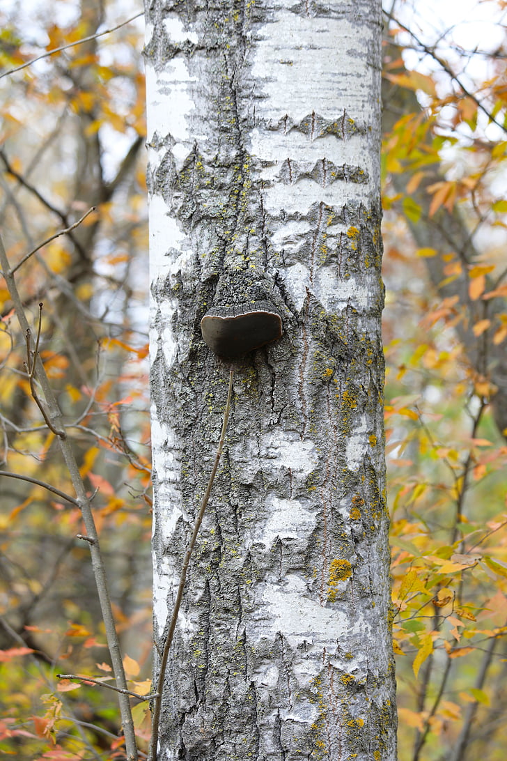 Berk, Birch tree, kofferbak, Kleur, blad, herfst, Val