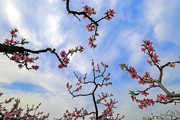 Peach blossom, landskap, gren, Rosa kronblad, våren, Sky, träd