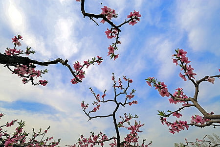 broskvový květ, scenérie, větev, růžové okvětní lístky, jaro, obloha, strom