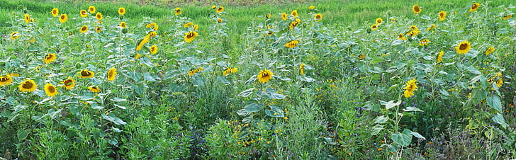 sunflower, field, relief, meadow, summer, yellow, green
