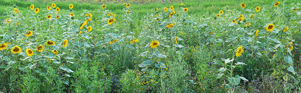 bunga matahari, bidang, Bantuan, padang rumput, musim panas, kuning, hijau
