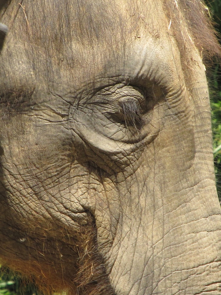con voi, mắt, đóng cửa, chân dung, sở thú, động vật, bao vây