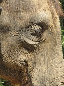 slon, oko, Detailní záběr, portrét, Zoo, zvíře, skříň