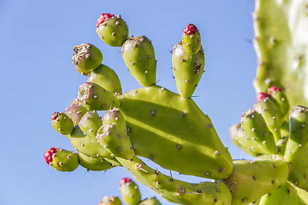 prickly pear, opuntia, fruit, cactus, prickly, plant, pear