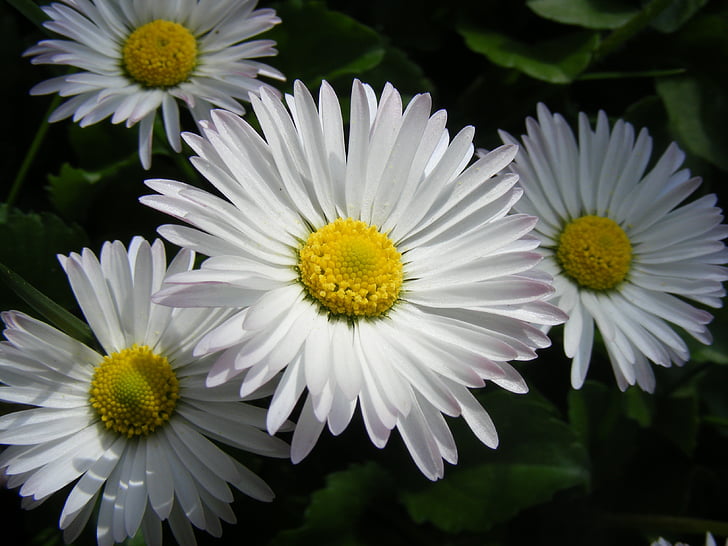 flower, white, nature