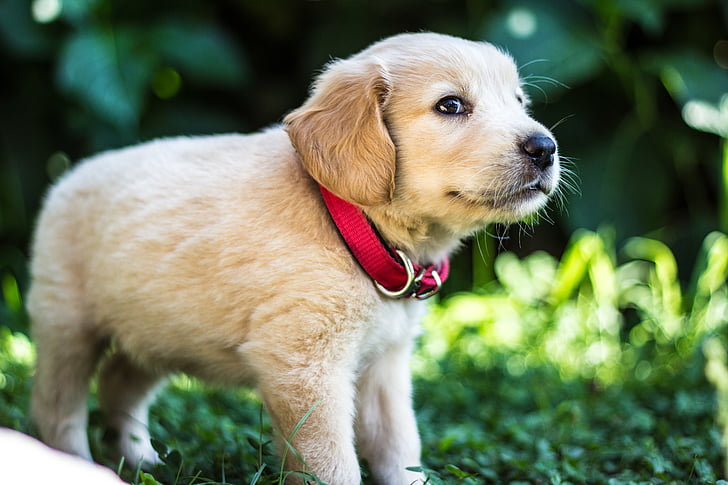 Free photo: golden retriever, golden, cute, puppy, adorable | Hippopx