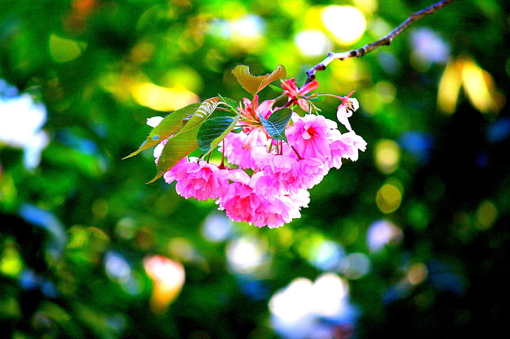 Sakura, merah muda, Sakura, mekar, bunga, musim semi