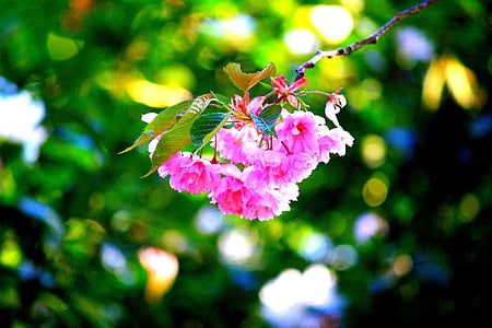 cherry blossom, pink, japanese cherry blossom, bloom, flowers, spring
