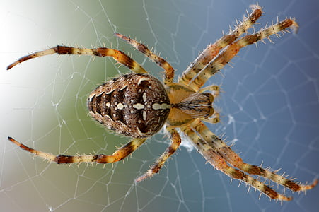 spin, Web, natura, bug-ul, animale, macro, picioare
