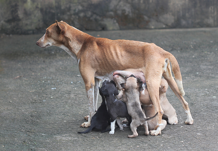 Hund-Mutter, Mutterliebe, Hund, Tier, Haustiere, Säugetier, im freien